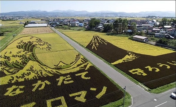 Japan rice paddy fields
