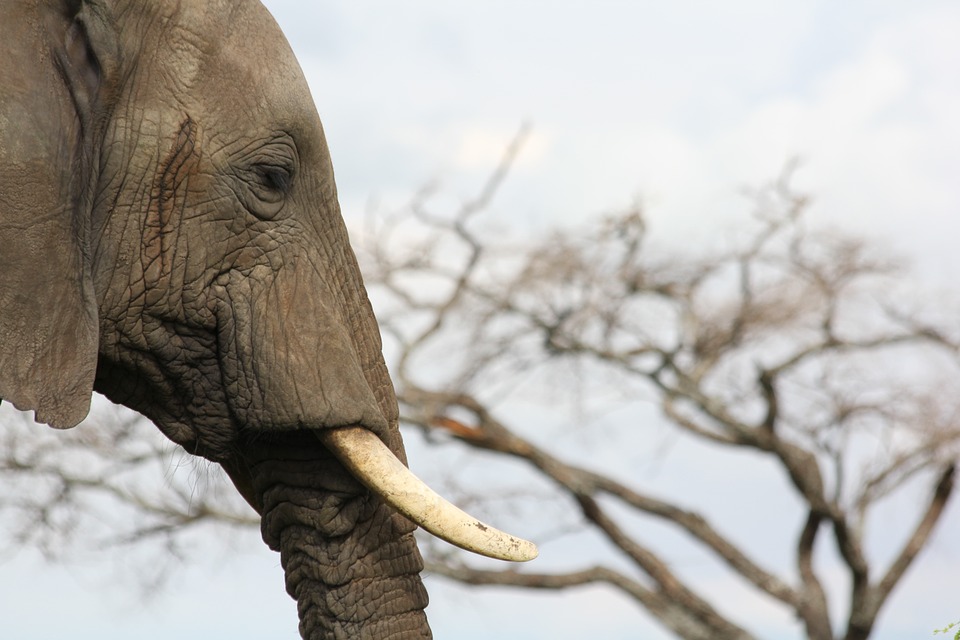 elephant tusk tanzania ivory
