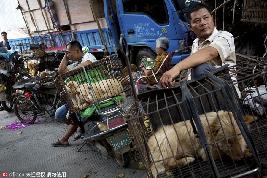 dog meat eating