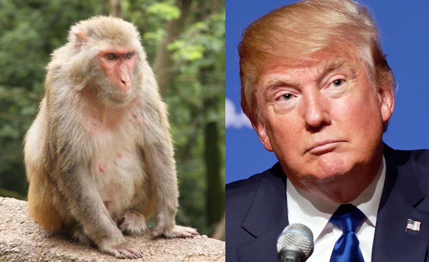 trump monkey