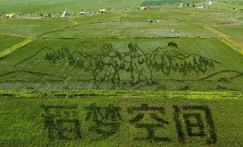 china rice paddy fields