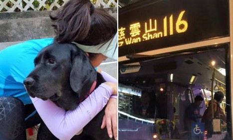 bus guide dog