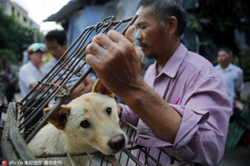 dog meat eating
