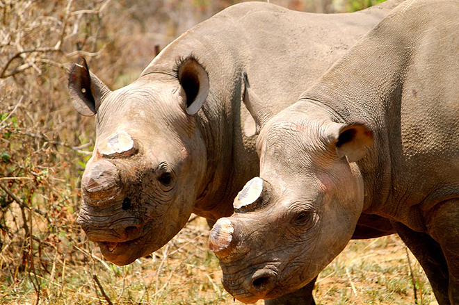 rhino dehorn