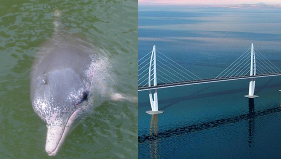 dolphin bridge