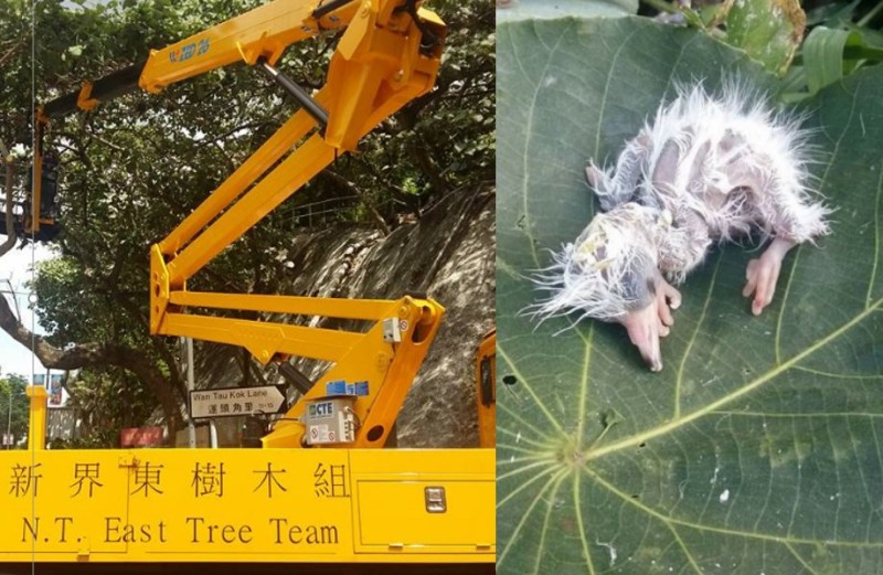 tree trimming pruning team tai po baby bird Leisure and Cultural Services Department