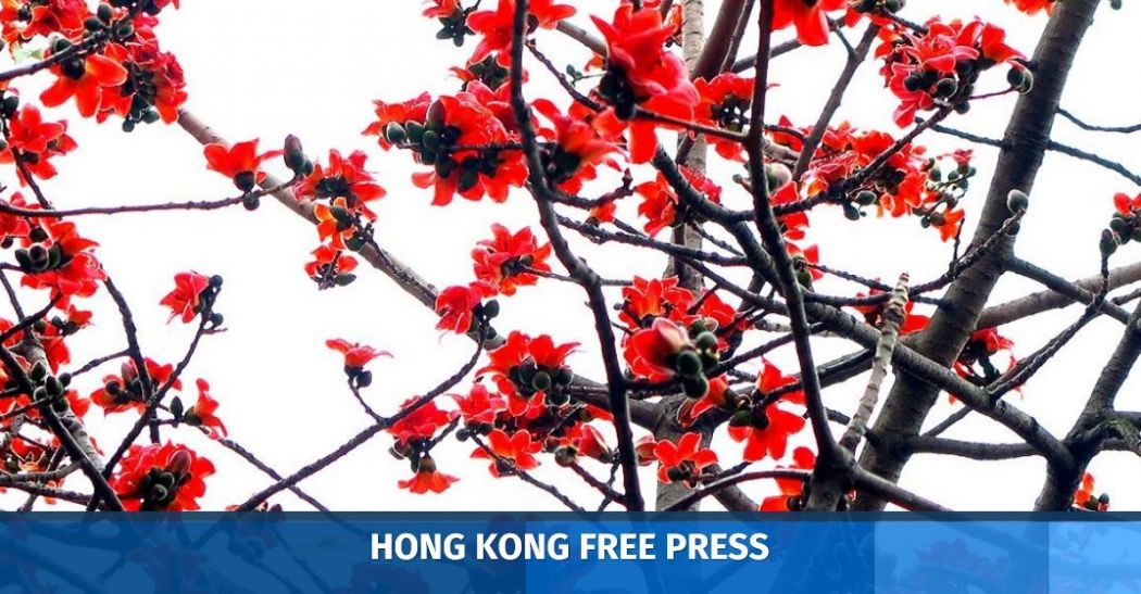 Why are cotton tree flowers not blooming? Ex-Hong Kong Observatory chief warns of climate change