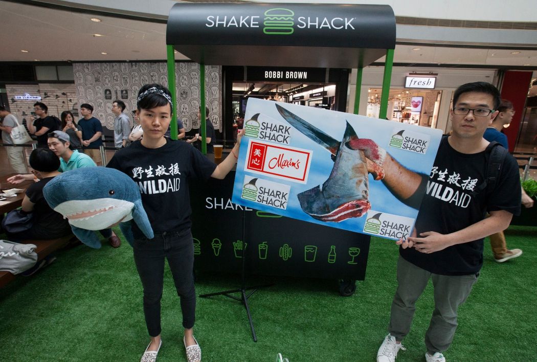 shake shack shark fin