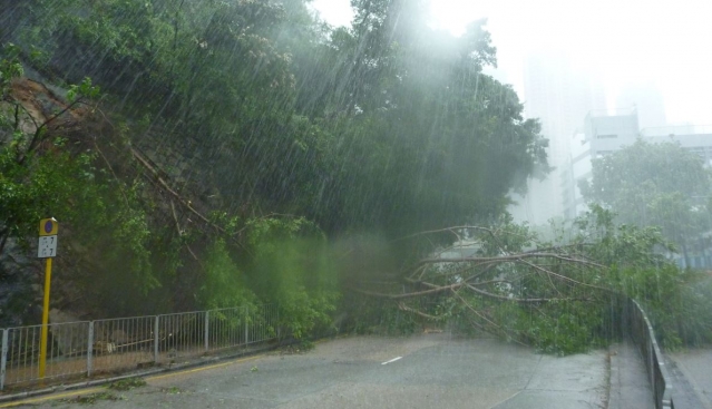 super typhoon tree fell