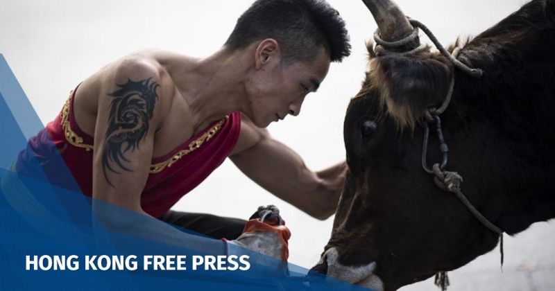 bull fight China