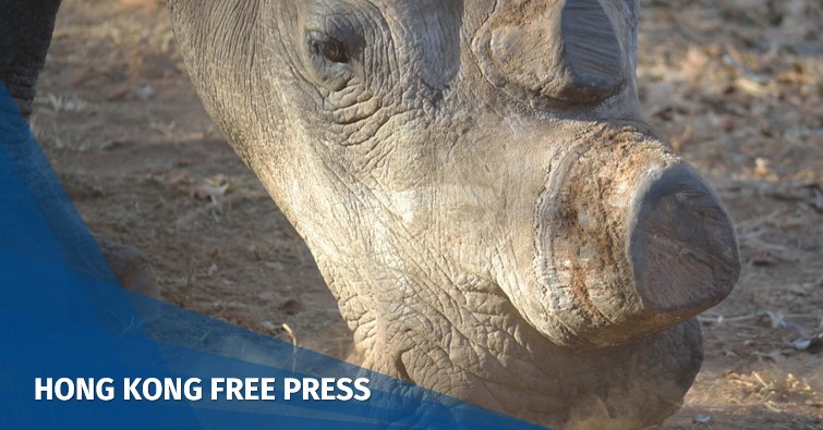 rhino endangered