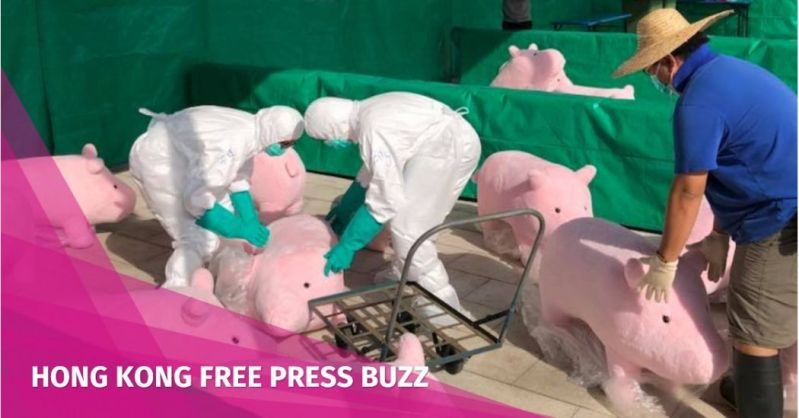 toy pigs swine flu
