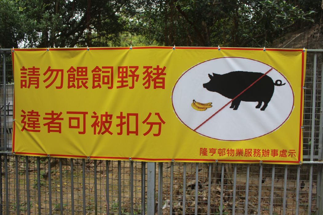 Wild boars no feeding
