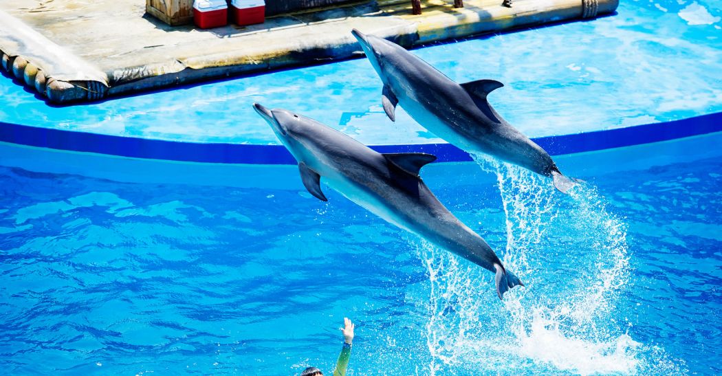 Ocean Park dolphin