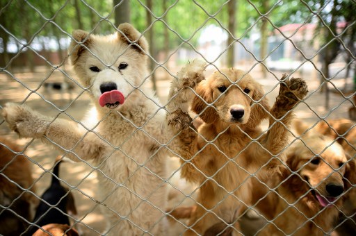 China dog meat festival goes ahead despite coronavirus visitor decline -  Hong Kong Free Press HKFP