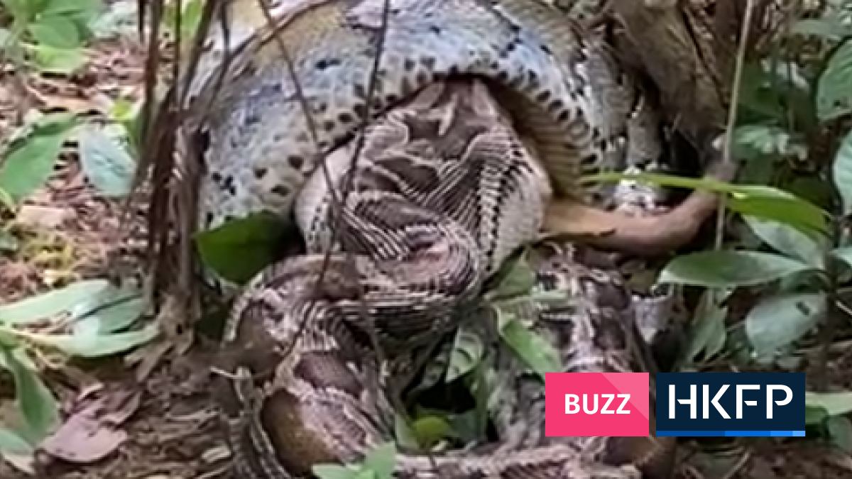 Video: Huge python consumes barking deer in forest near Tsuen Wan