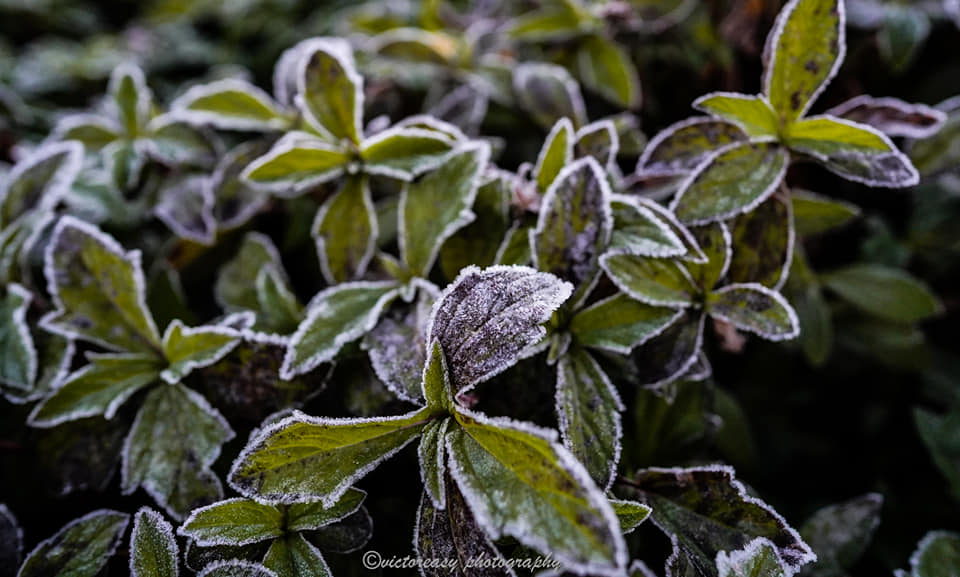Hong Kong Winter Cold frost
