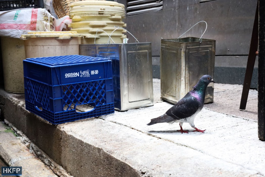 pigeon crate Hong Kong streets bird