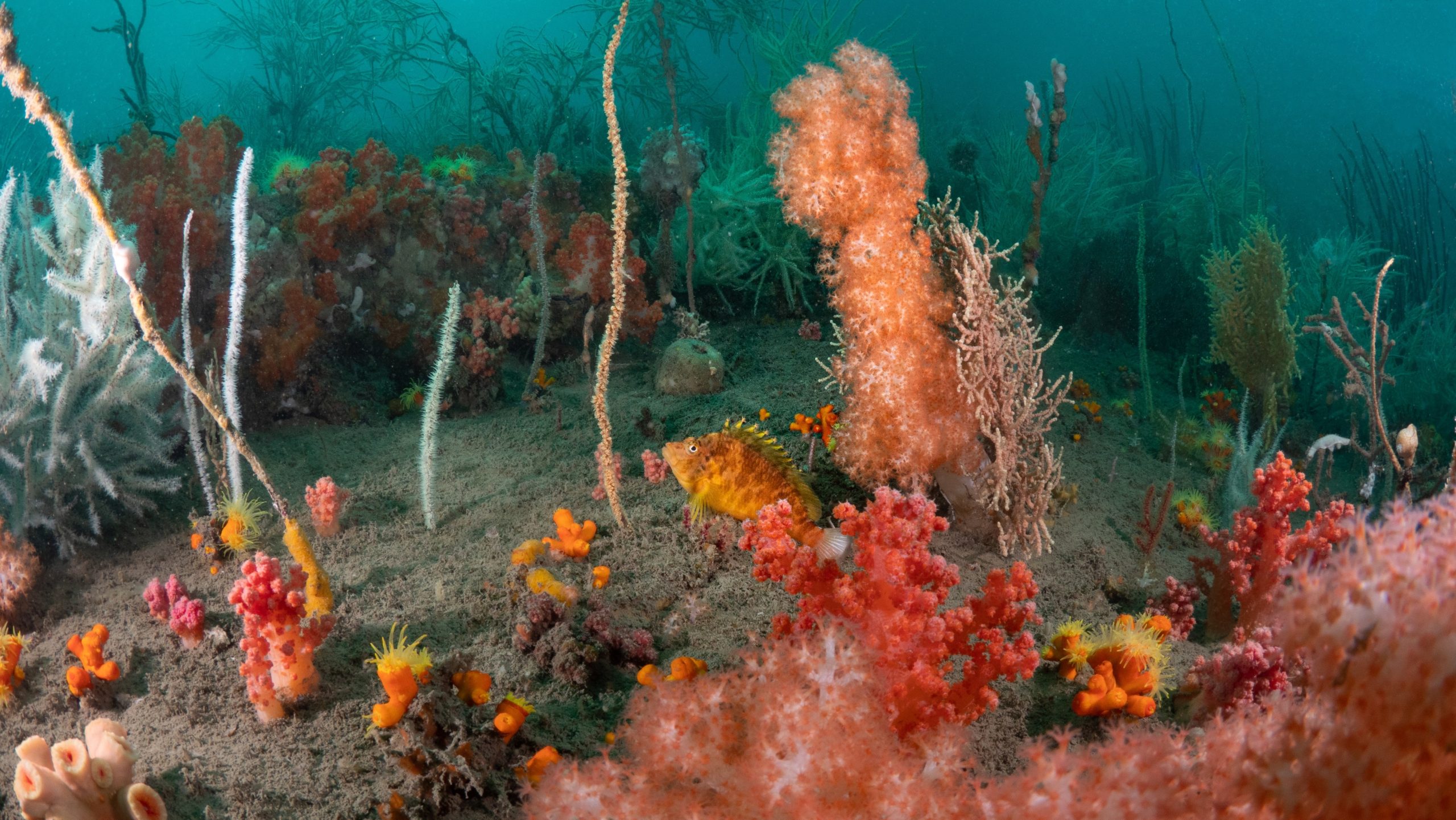 Orange corals