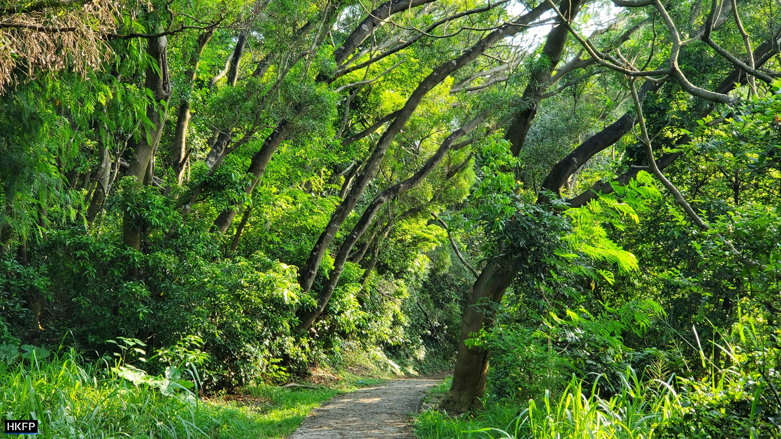 Trees path Cheung Chau 