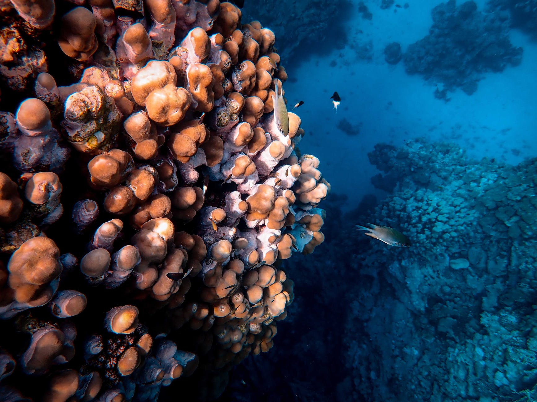 photo of fish and corals underwater