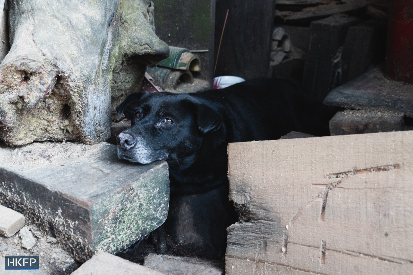 Chi Kee Sawmill & Timber carpentry dog