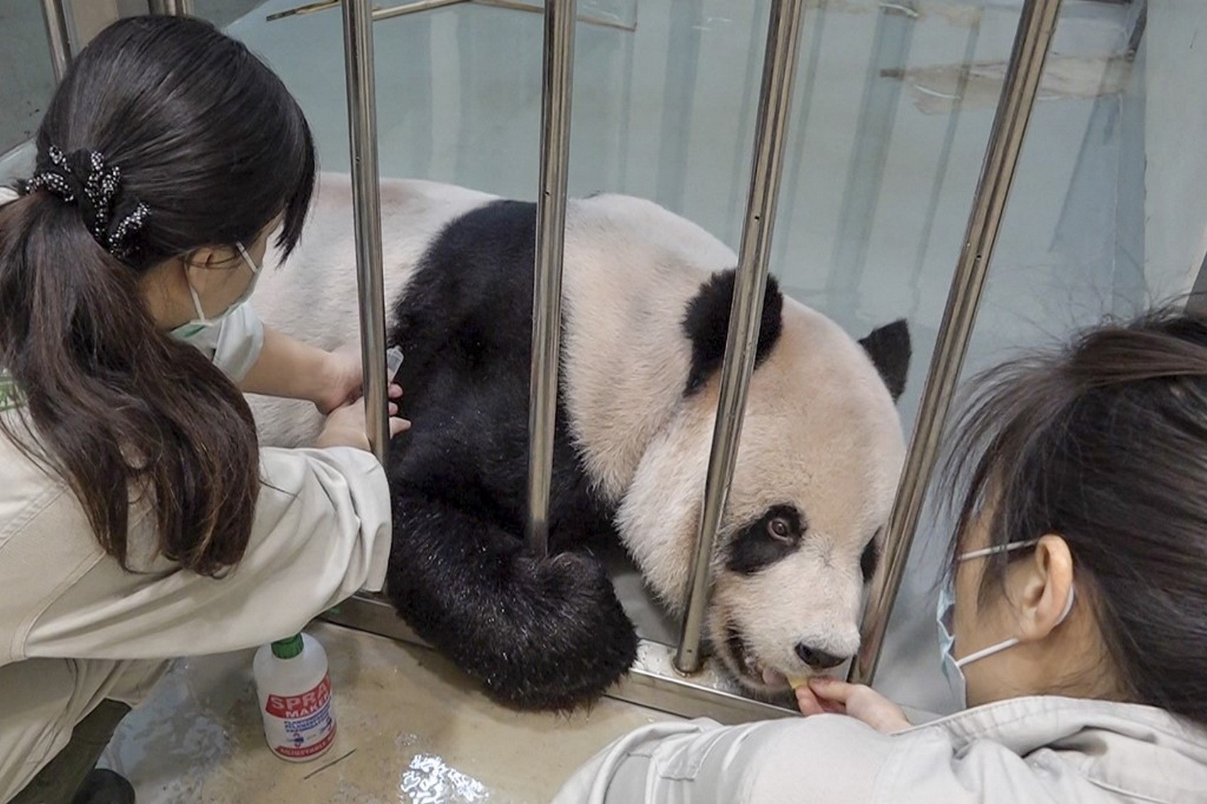 AFP Taiwan panda