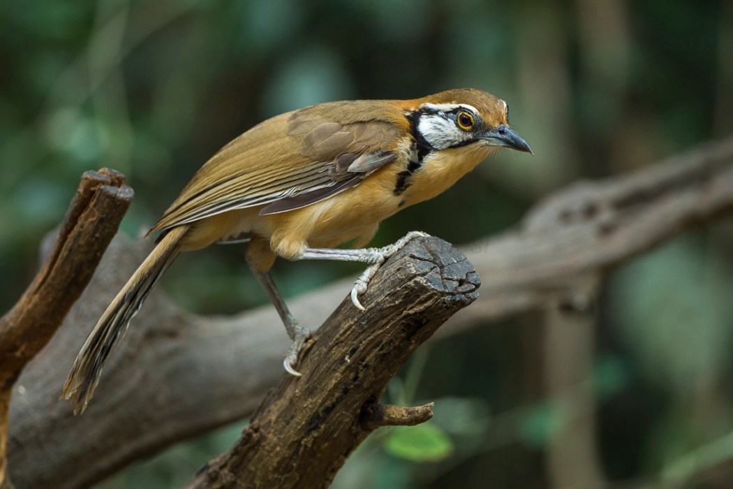 greater necklaced laughingthrush