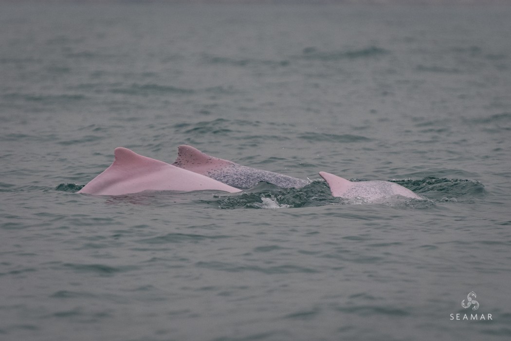 Chinese white dolphin pink