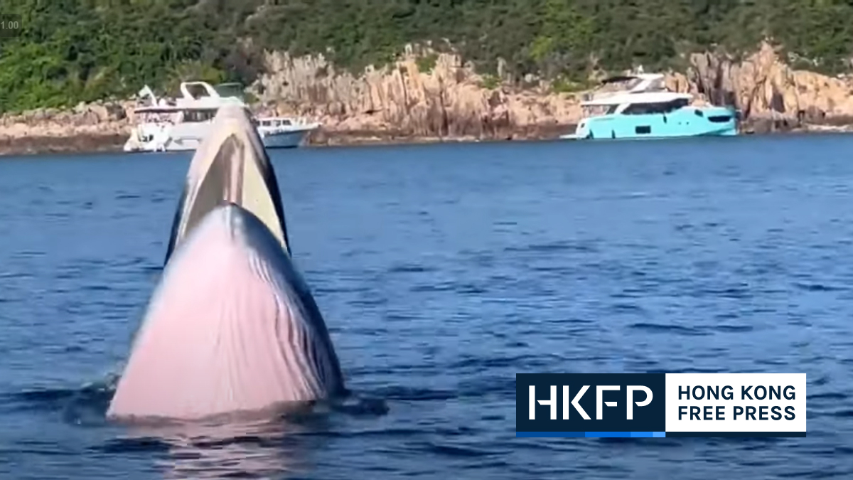 Rare whale sighting in Hong Kong waters delights locals, intrigues experts