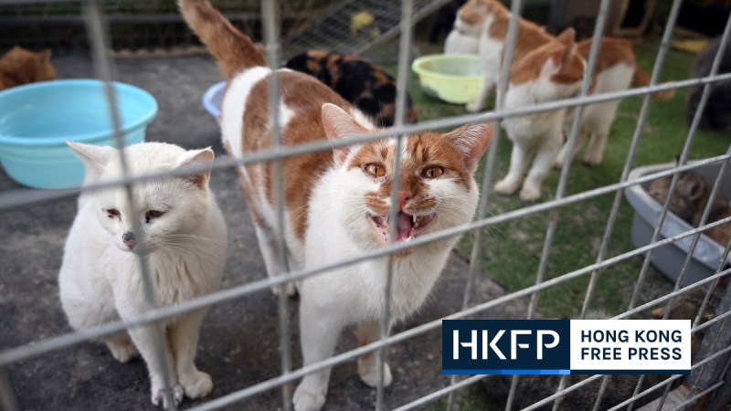 China animal cruelty cat meat