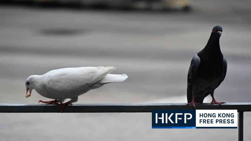 Hong Kong pigeon feeding ban