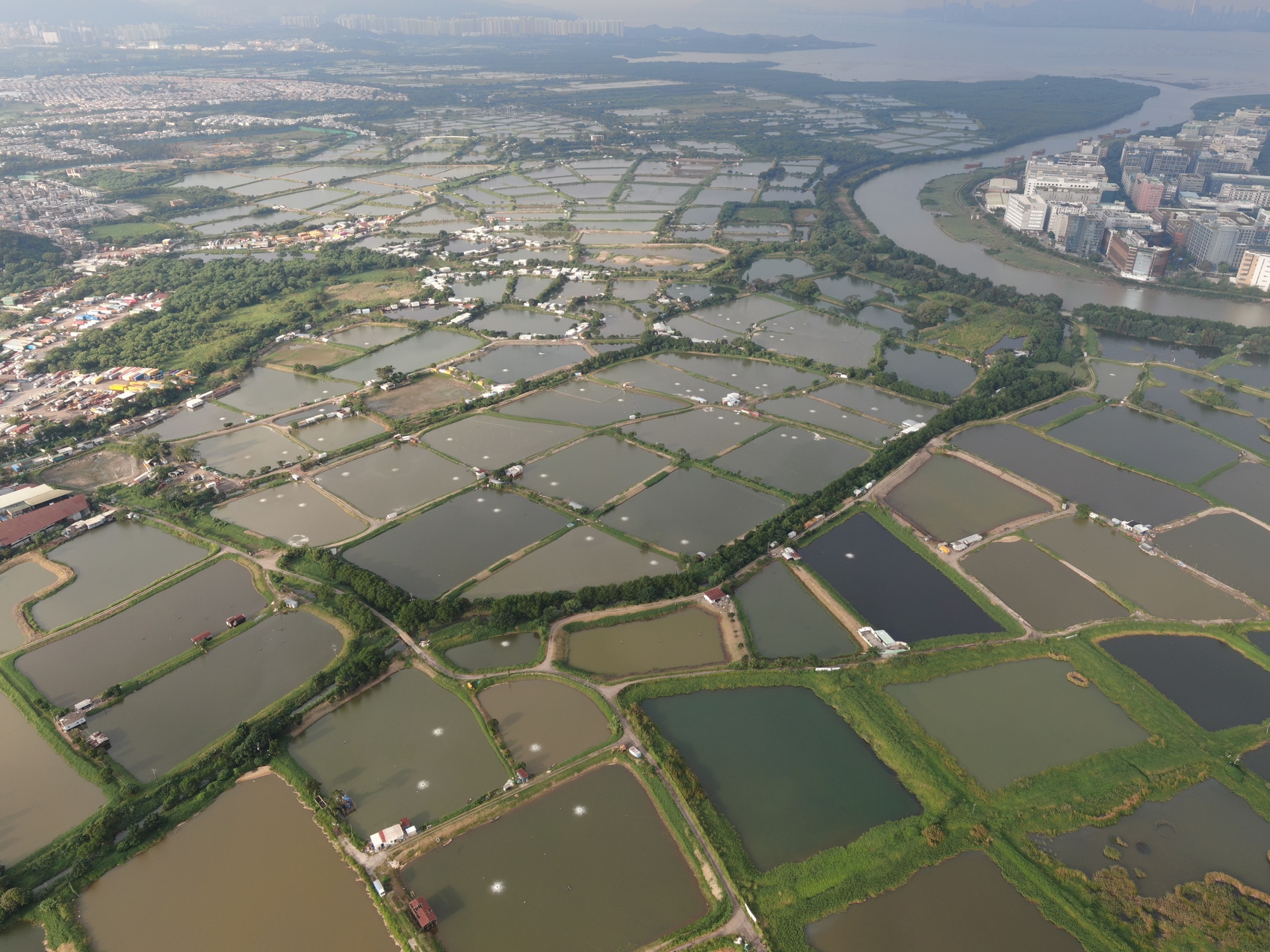 An aerial view of the fishponds and wetlands in San Tin, an area which will be redeveloped into the San Tin Technopole by the government. Photo: Hong Kong Bird Watching Society (HKBWS).