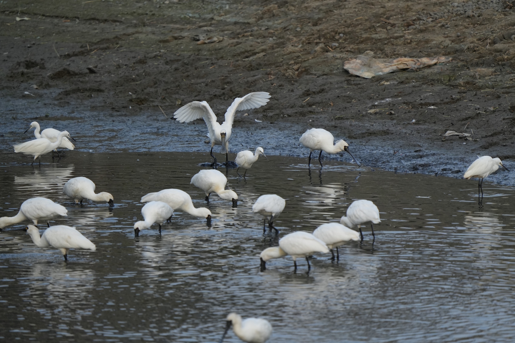 black-faced spoonbills, a large wading bird species endangered, stay in a pond in San Tin. Photo: Hong Kong Bird Watching Society (HKBWS).