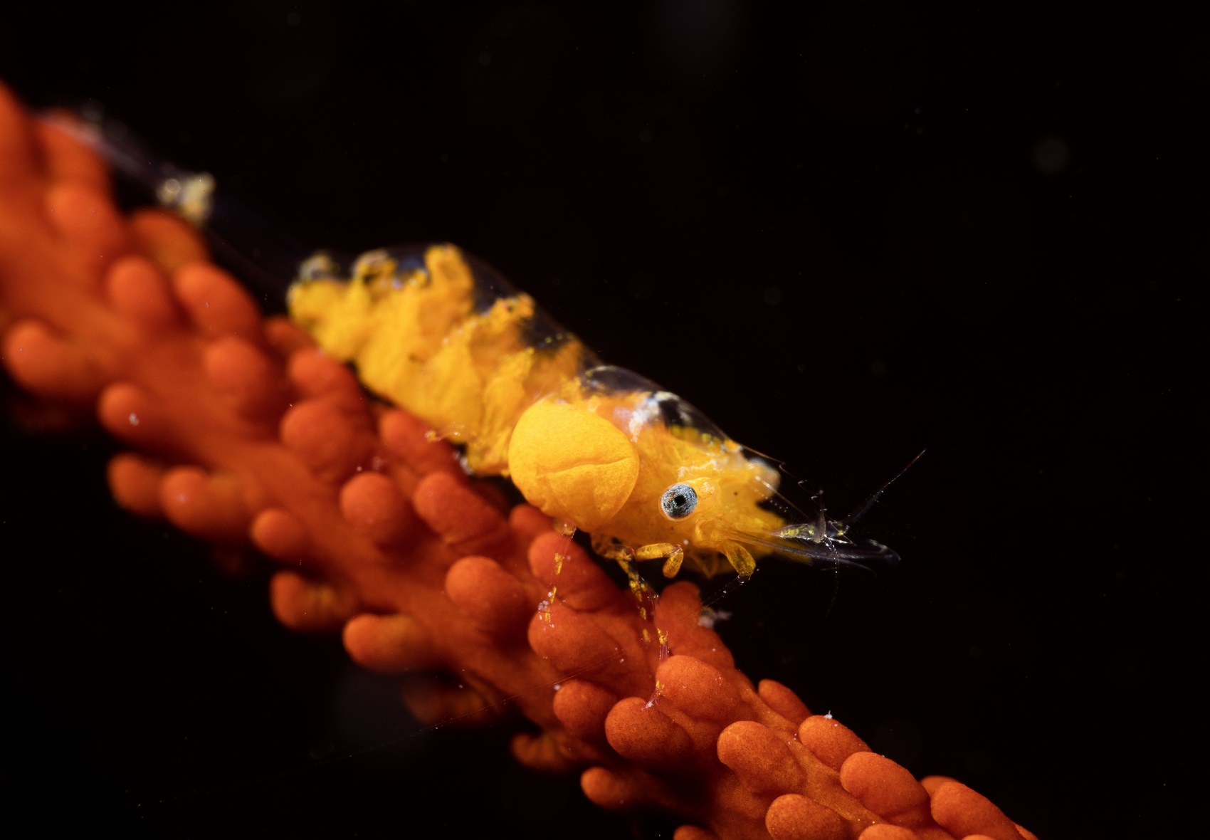 "Parasite", special prize for junior underwater photographer of the Macro & Close-up Category in the Open Group Digital Photo Competition at Hong Kong Underwater Photo and Video Competition 2023, taken by Qobe Tsang off Basalt Island. Photo: GovHK.