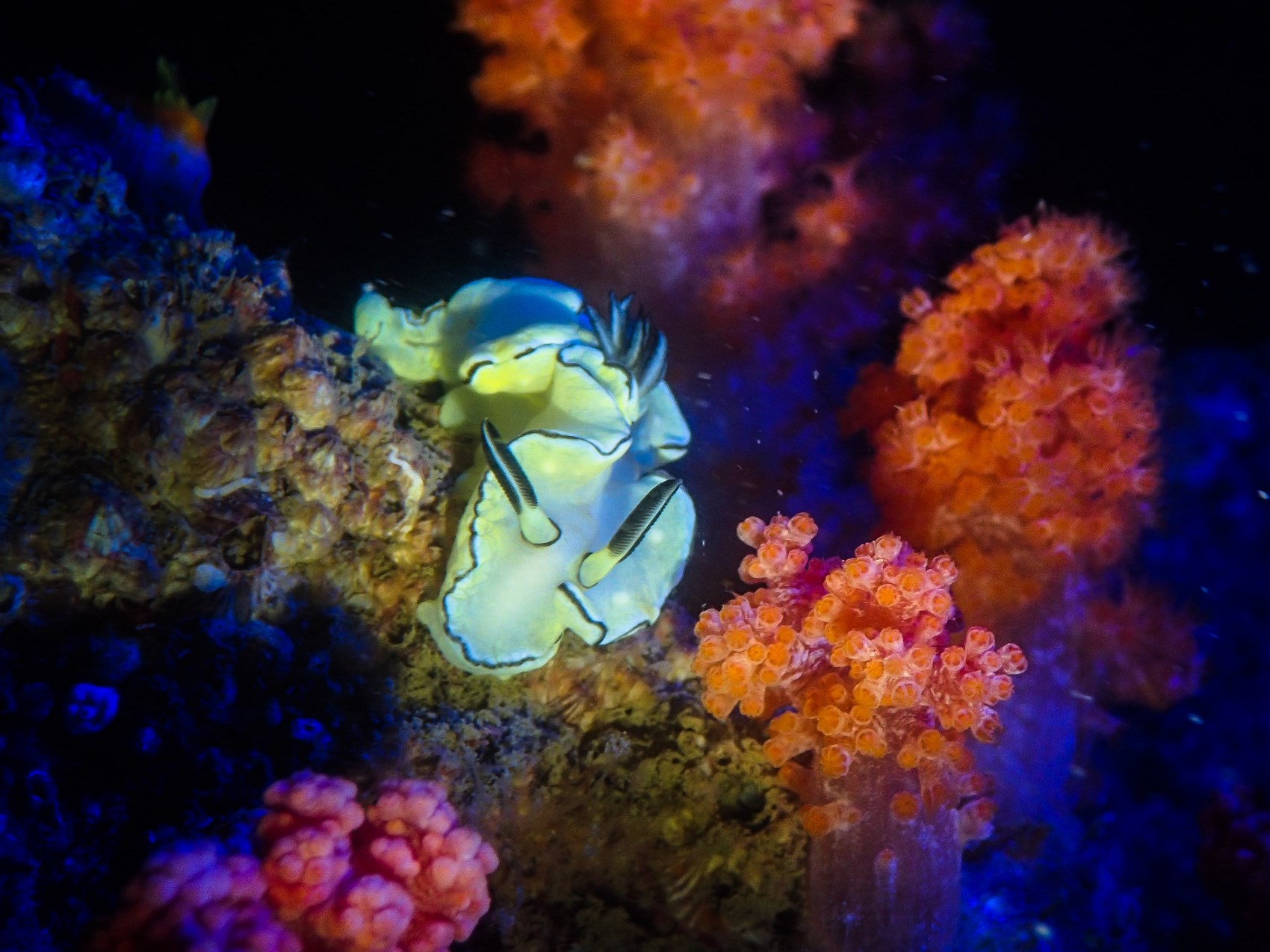"The beautiful world of nudibranchs", Nudibranchs Special Award at Hong Kong Underwater Photo and Video Competition 2023, taken by Leung Kin-chung, Kevin off Song Shue Pai. Photo: GovHK.