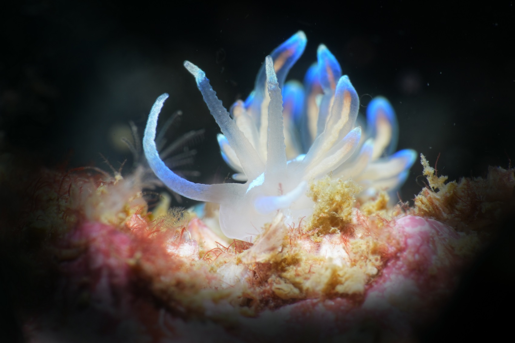 "Phyllodesmium opalescens", Nudibranchs Special Award at Hong Kong Underwater Photo and Video Competition 2023, taken by Chim Wing-sum off Victor Rock. Photo: GovHK.