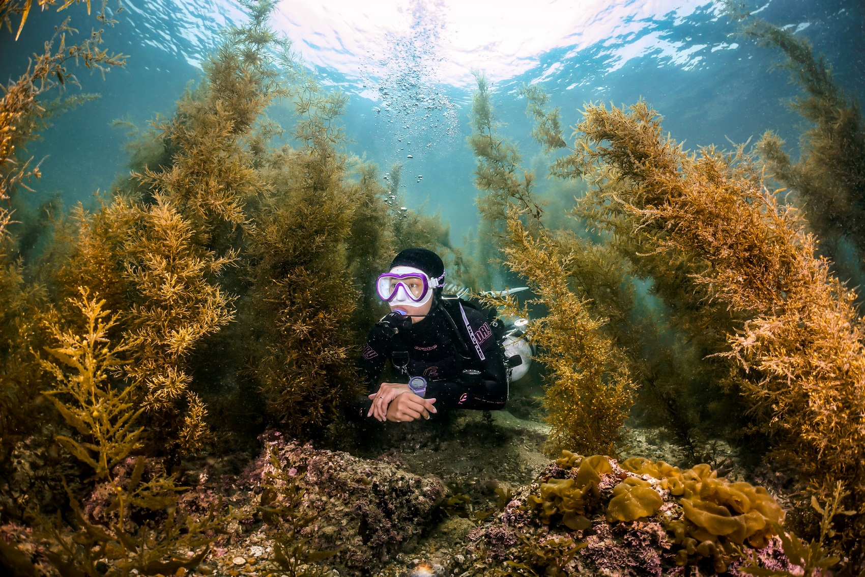 "Adventurer", first runner-up of the Standard & Wide Angle Category in the Open Group Digital Photo Competition at Hong Kong Underwater Photo and Video Competition 2023, taken by Chan Ho-yeung off Lung Ha Wan. Photo: GovHK.
