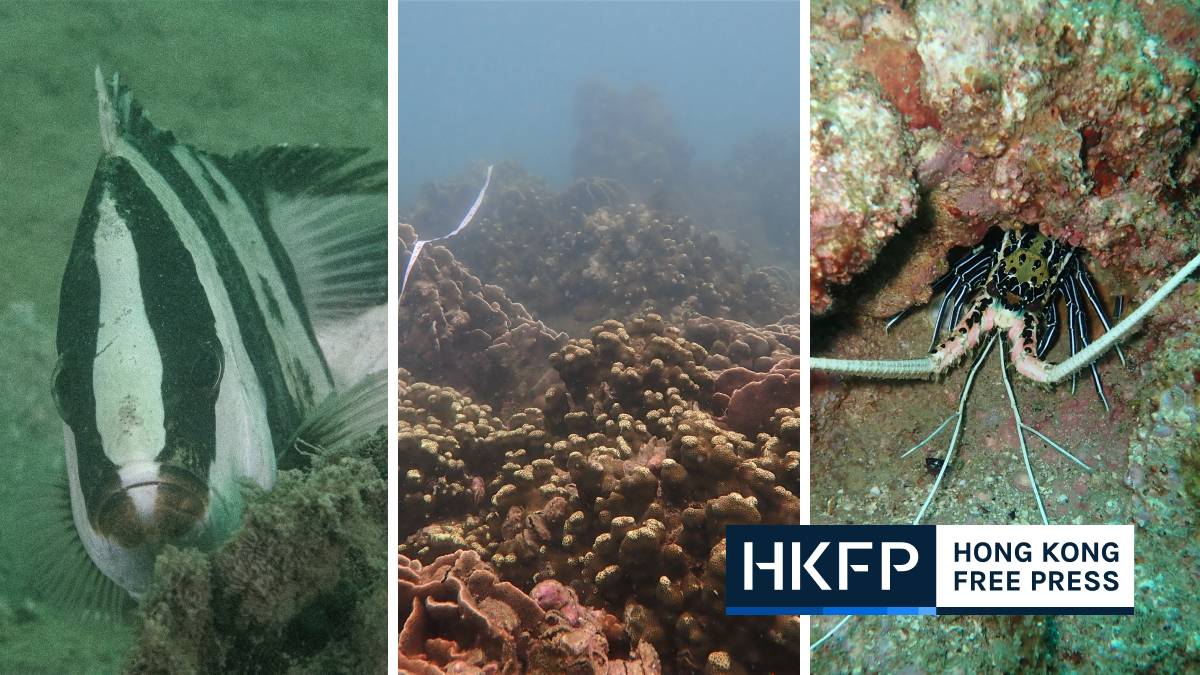 ‘Minor’ bleaching recorded at Hong Kong’s reefs but coral remains generally healthy, annual survey finds