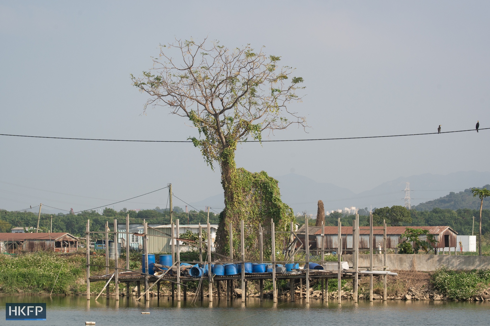 A fishpond in San Tin, located in the northwest side of Hong Kong. Photo: Kyle Lam/HKFP.