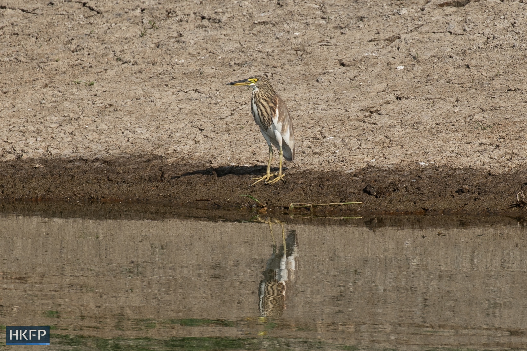 A Chinese pond heron stays near a pond in San Tin. Photo: Kyle Lam/HKFP.