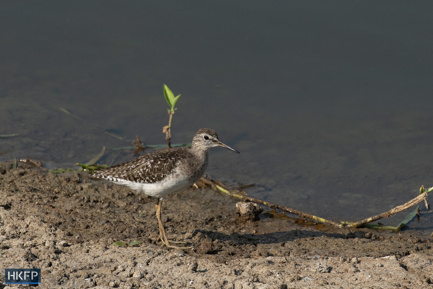 A wood sandpiper stays near pond in San Tin. Photo: Kyle Lam/HKFP.