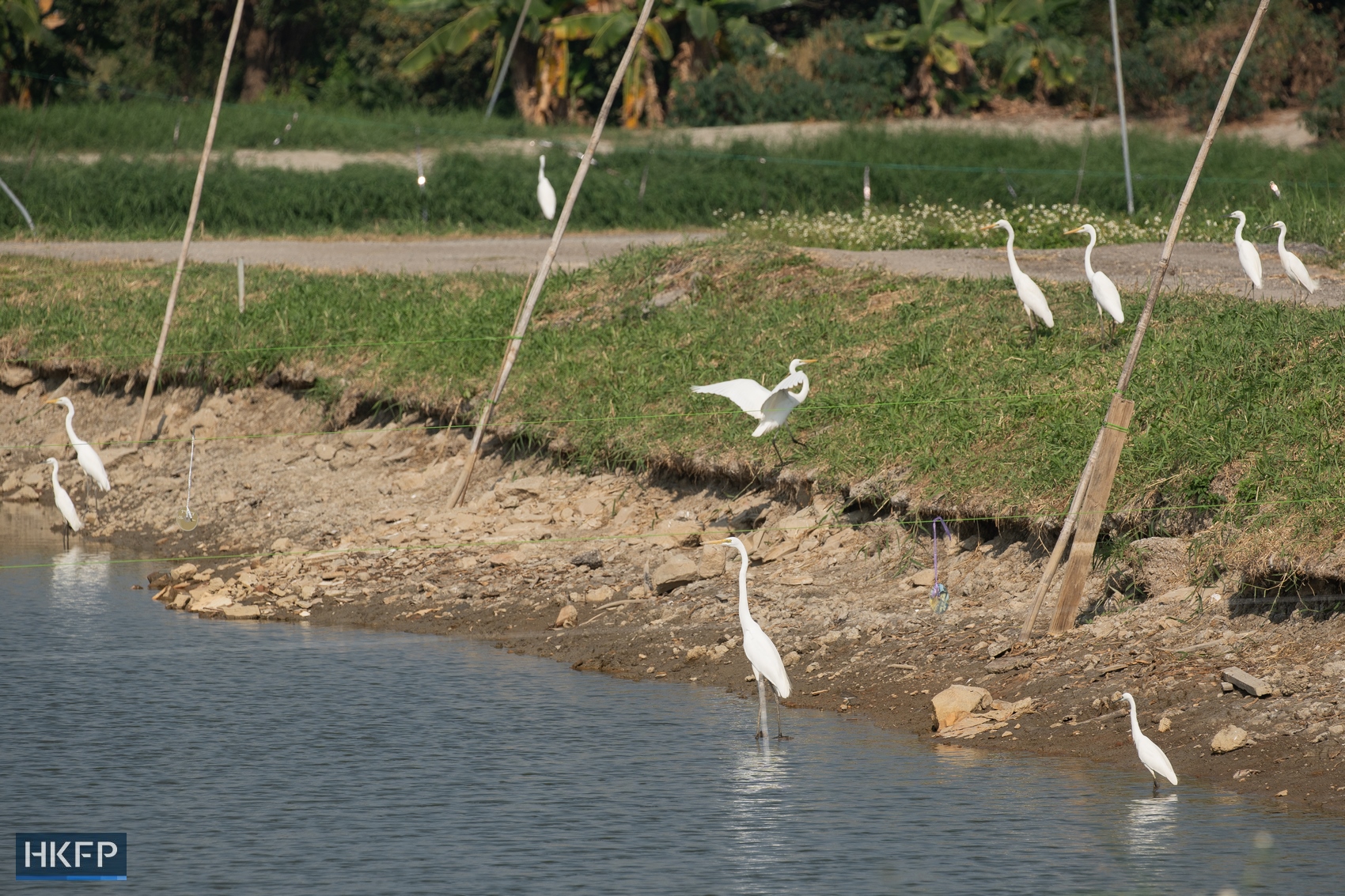 Great egret and little egret stay in a fishpond in San Tin, an area which will be redeveloped into a large-scale tech hub. Photo: Kyle Lam/HKFP.