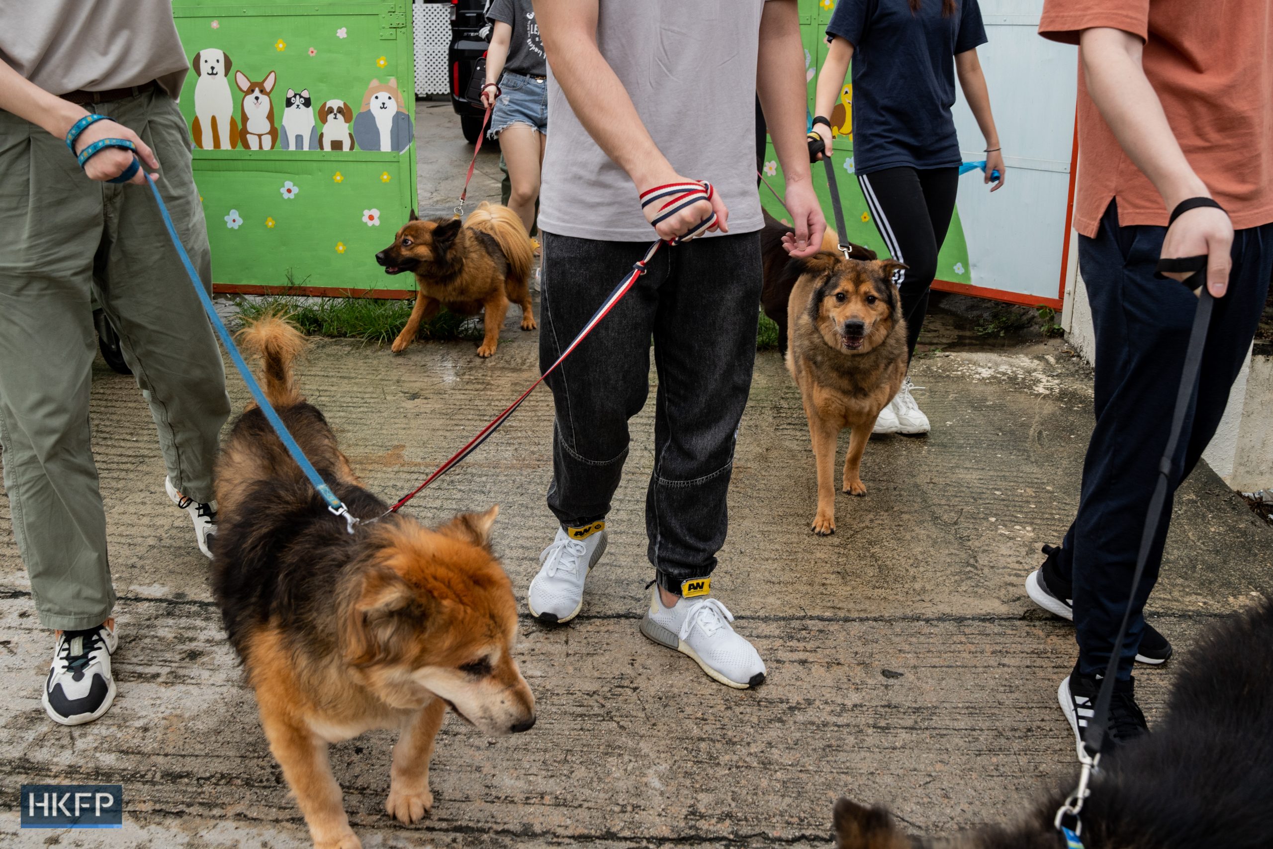 A group of university students visit the stray animal shelter House of Joy and Mercy in Yuen Long to volunteer with the animals, on May 8, 2023. Photo: Kyle Lam/HKFP.