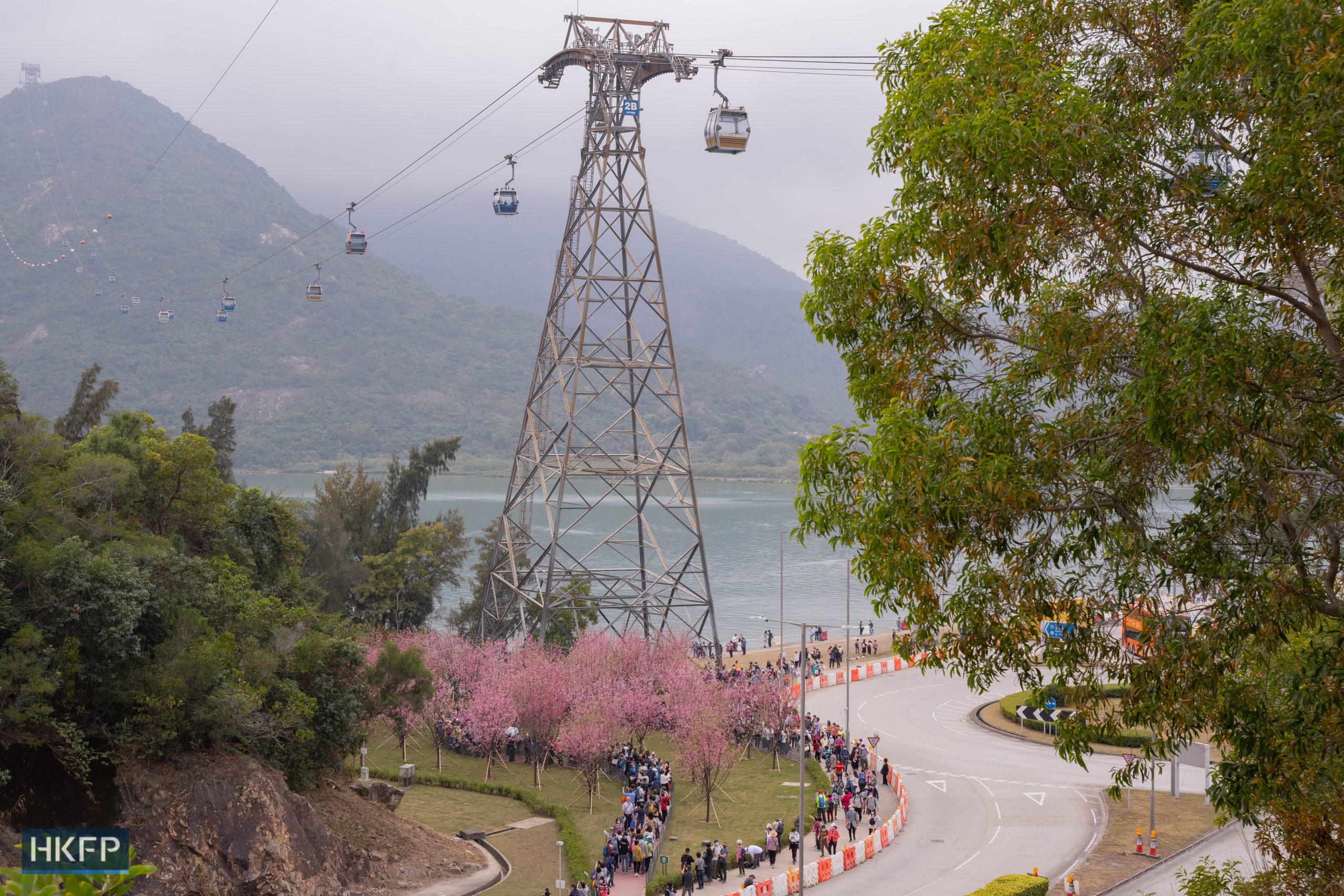 Hongkongers flock to see blooming cherry blossom trees around Chek Lap Kok South on February 10, 2023. Photo: Kyle Lam/HKFP.