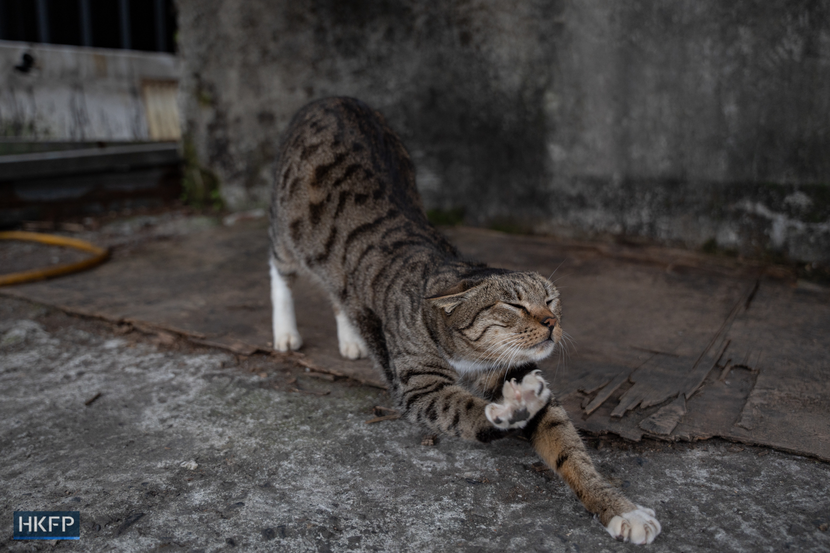 A cat stretches the body after a nap in HouTung Cat village in Taipei, 8 Jan, 2024. Photo: Kyle Lam/HKFP