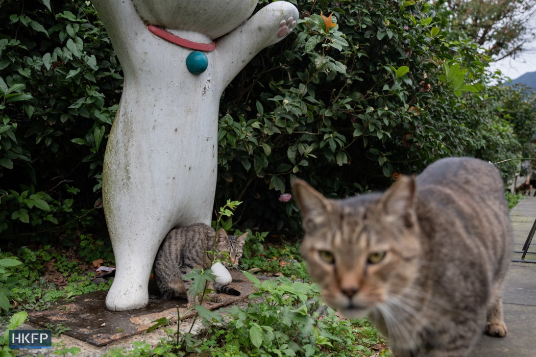 Cats in Houtung cat village in Taipei, 8 Jan, 2024. Photo: Kyle Lam/HKFP