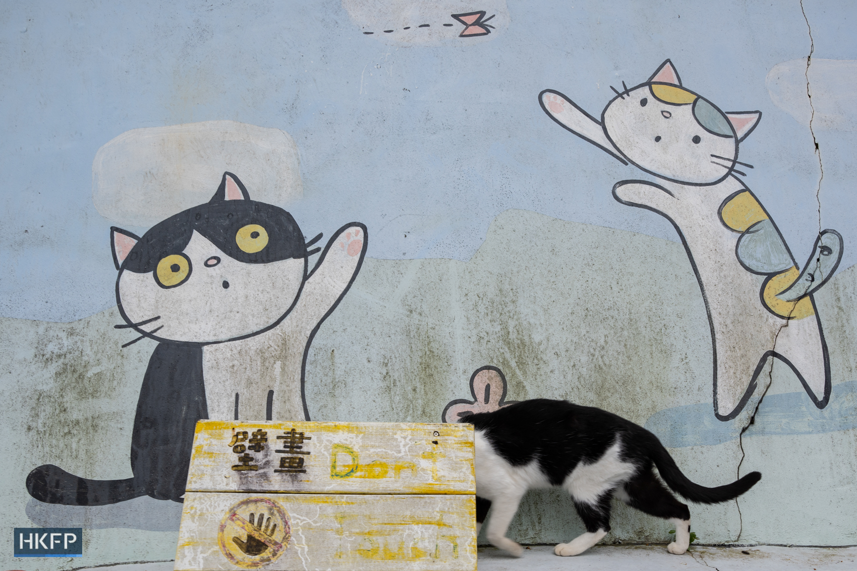 A cat in Houtung cat village in Taipei, 8 Jan, 2024. Photo: Kyle Lam/HKFP