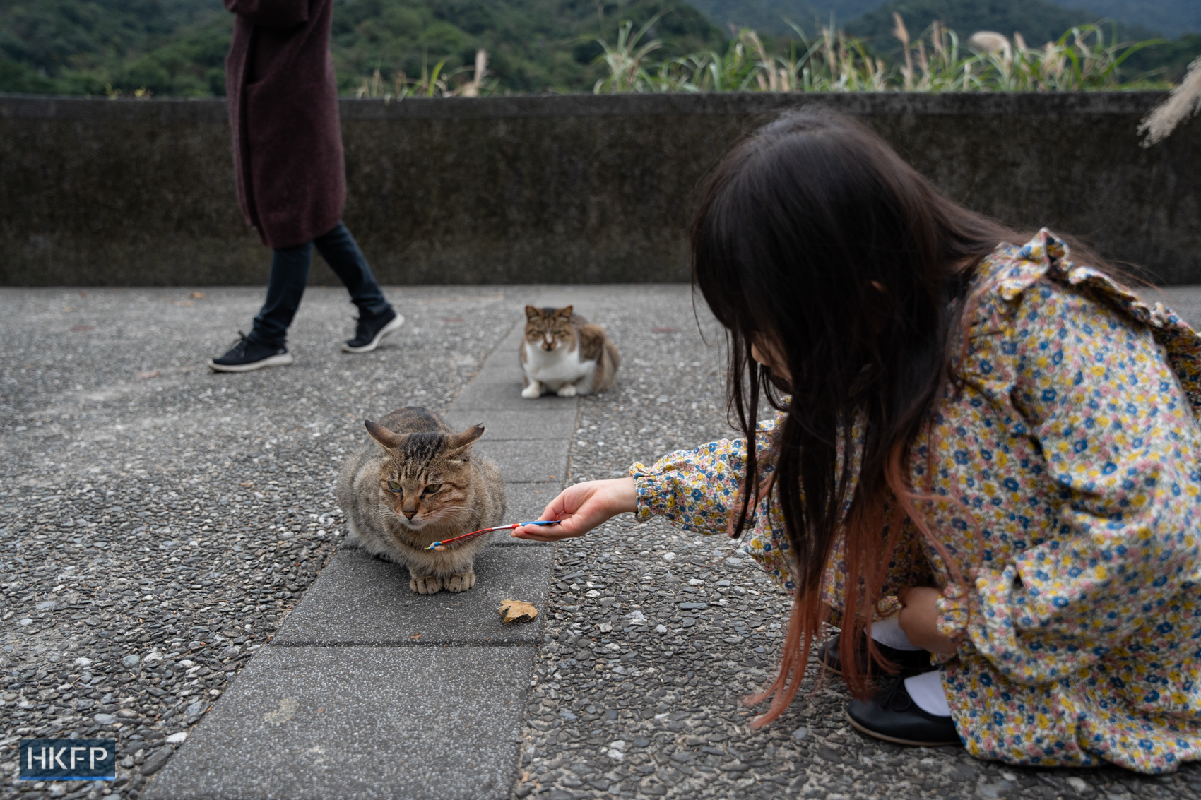Tourist feed a cat with snacks in Houtung Cat Village in Taipei, 8 Jan, 2024. Photo: Kyle Lam/HKFP