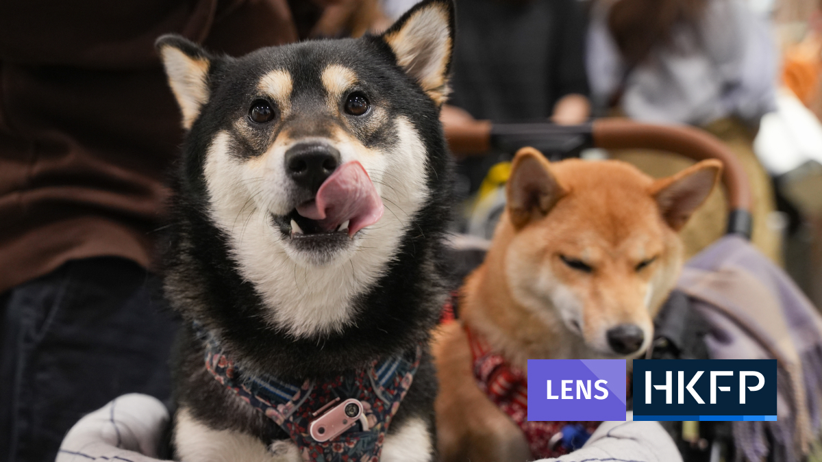 HKFP Lens: Cats, dogs and competitions at the Hong Kong Pet Show